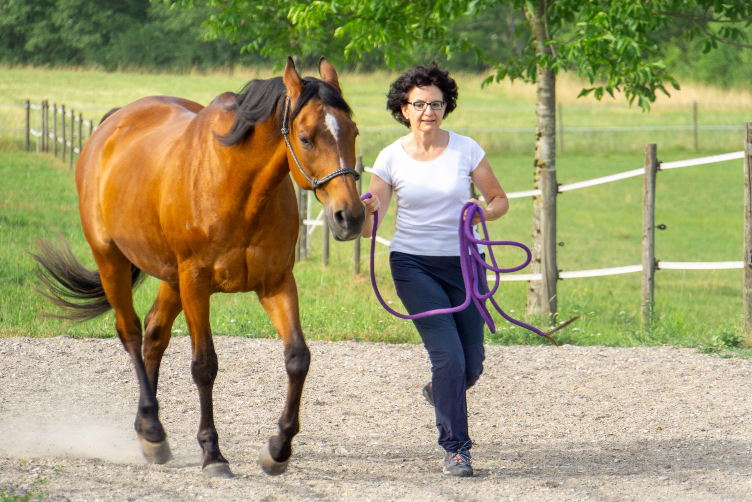 Alyssa Pferde Coach, in Action