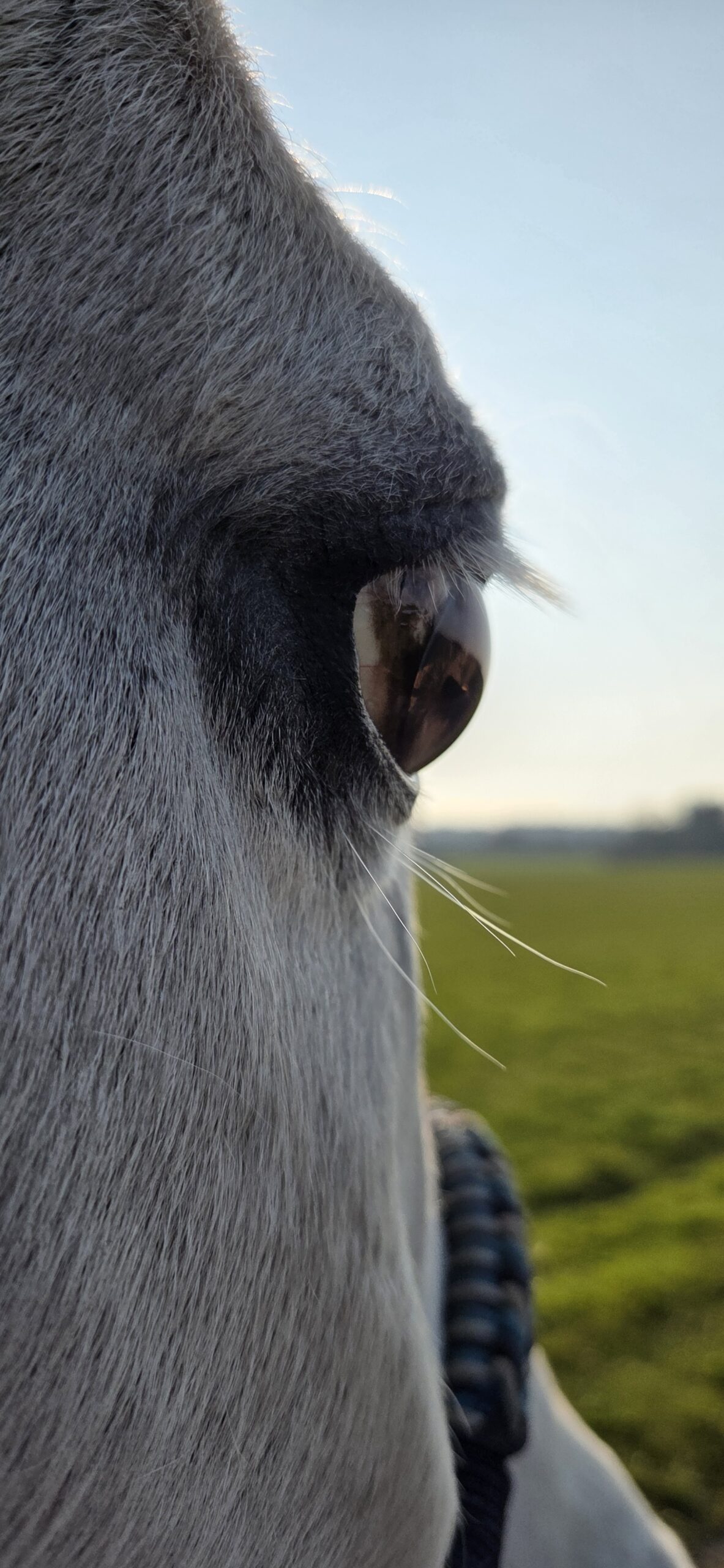 HORSE4HEALING Palermo Auge 22-03-2026